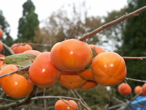 紋平柿