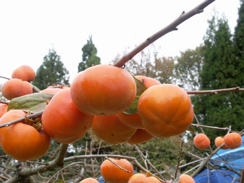 秋に撮った紋平柿の写真