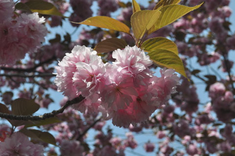 八重桜の花びら